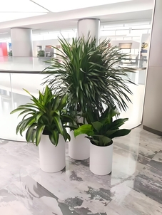 想租盆景？海曙这里有多样风格等你挑